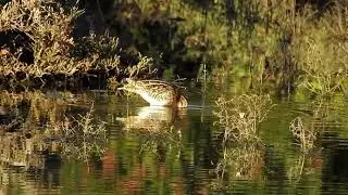 Beccaccino in Azione: Colazione nella Laguna di San Teodoro