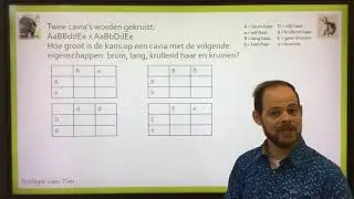 Biologie van Tim - Kruisingssommen met meerdere genen