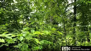 Rain in the forest | Mindful Nature ASMR