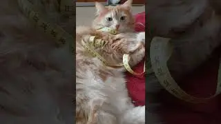 Удивительный факт😁🐈 #cat #best #кот #юмор #приколы #стетхем #настроение #топ #like #веселыекоты