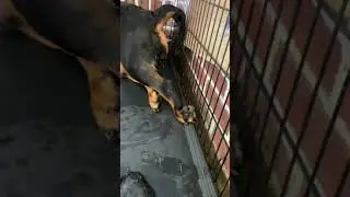 Rottweiler giving birth