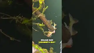 PLOT TWIST! Ikan Kena, Eh Malah Dimakan Belut Raksasa! #viral #shortvideo #shorts #fishing