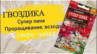 Гвоздика супер пинк с резными листьями.