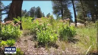 Full Bloom: Colorful wildflowers dot Arizona landscape following recent heavy rain