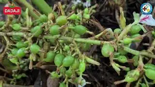 വളം നന്നായാൽ ഏലവും നന്നാകും | ഇടുക്കി | If the fertilizer is good, the cardamom will also be good.