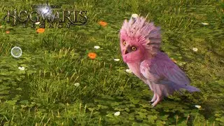 Hogwarts Legacy | Fwooper | Fantastic Beasts And Where To Find Them