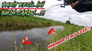 BIKIN CANDU‼️ Casting gabus kocolan spot parit kecil pinggir sawah 30 menit panen ikan gabus liar