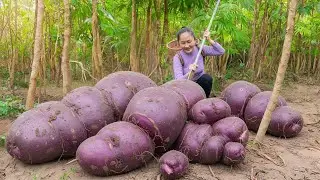 Harvesting purple sweet potatoes, selling them at the market, and cooking my favorite dish at home