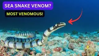 Why Sea Snake Venom Is One of the Most Dangerous Substances in Medicine.