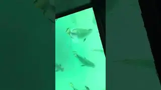 Glass bottom boat with captain boot straptz on the Great Barrier Reef please subscribe