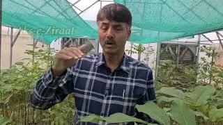 Walnut Propagation