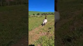 Meowy sprints on the farm #cats #cute #viral