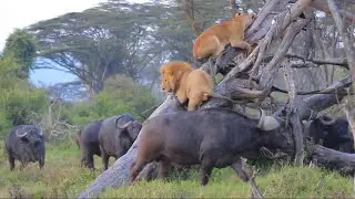 male lion and lioness climb up at the tree attack by buffaloes herd around video 