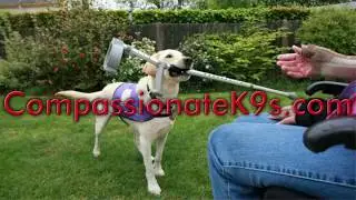 Assistance Dogs in Florida | CompassionateK9s.com Compassionate K9s