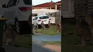 Man tapped a male kangaroo that put his claws around the neck of a female 🦘#australia
