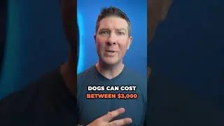 The Rising Costs of Designer Dogs #pets