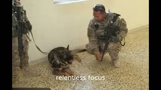 &ldquo;Cairo: The SEAL Team 6 K9 Who Helped Capture Osama bin Laden | Heroic Military Dog Story&rdquo;