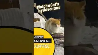 Watch a Cat&rsquo;s Icy Adventure &ndash; Unexpected Snowfall Surprise! #funnycats #funnyanimals #snow