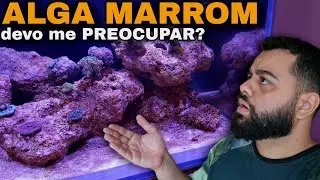 ALGA MARROM EM AQUARIO MARINHO &Eacute; REALMENTE O TERROR DOS INICIANTES?