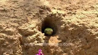 Asian green bee-eater burrowing nest tunnel in sandy ground