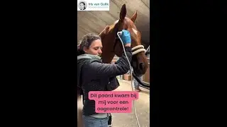 Oogproblemen bij paarden