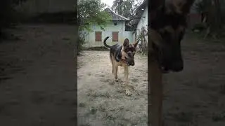 #GSD #ASSAM #FEMALE #Playing_time #lovelyoli #morning time