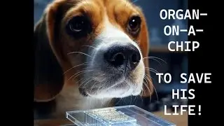 To End Animal Testing: Organ-On-A-Chip 🔬🐶