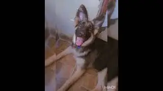 ##puppy ##dogsjourney 🥰☺️