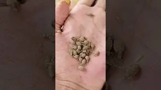 Teknik Rahasia Memancing Undur-Undur yang Belum Banyak Diketahui!