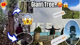Giant Tree Explore 'OMG..🥵😱🌳// #jefale view Tower .#vlog 