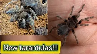 New red baboon tarantula and mass feeding!
