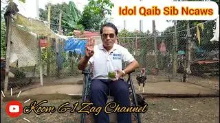 Qhia Txog 3 Hom Qaib Sib Ncaws Siab Tsis Zoo, Kws Saib Qaib Sib Ncaws lo tau 10 Xyoo  Ep 07