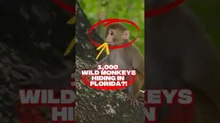 Florida's Wild Monkeys Are Insane