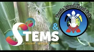 TIHT & STEMS: Two of Three Sisters (Hermanas)