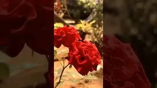 Pretty girl 🧚&zwj;♀️#aesthetic #slowmo #foryourpage #fyp #bts #viral #foryou #pretty
