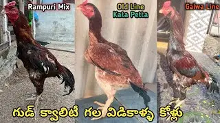 Old Lineage Kata Petta||Rampuri Reza Mix Line||Pure Vidikalla Breed||Galwa Line Punju||#aseel..!
