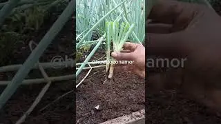 &iquest;Sabes como sembrar cebolla larga o ceboll&iacute;n? #huerto #organico #cebolla #huertaencasa