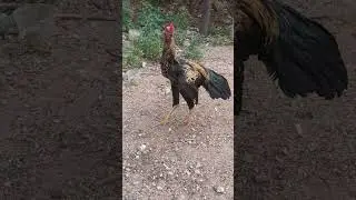 செத்து காட்டணுமா #kozhi_koothugal #funny #comedy #petscomedy #viral #trending #cow #funny_chicken