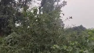 Nature view , Uttar Pradesh 