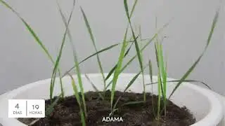 Agil | Control de Gramíneas | ADAMA España