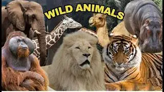 World&rsquo;s Most Dangerous Wild Animals 2026  Ultimate Nature Documentary 4K
