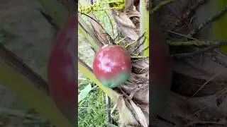 😱beautiful fruit cutting ASMR | video #coconut #cuttingskills #asmr