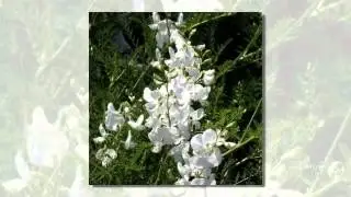 Swainsonia - garden plants