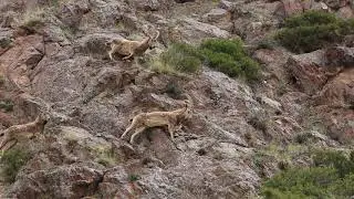 Saltore Saparbayev Siberian ibex Kolsai Kelderi BR