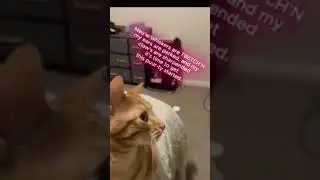 String-Fu master #shorts #reels #viralvideo #cat #subscribe #trending #foryou #funny #fyp #viral
