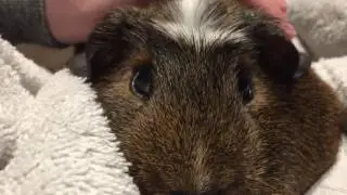 Our cute guinea pig purring!
