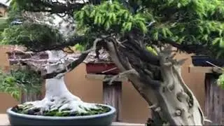 Kunio Kobayashi's Garden