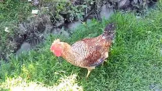 Rooster eating grass !?!