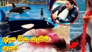 Jessica and dolphin. Jessica is no more😭 | ඇය මිය යන්න කලින් FUN ZO 