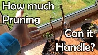 Norfolk Island Pine Bonsai (After Heavy Pruning)